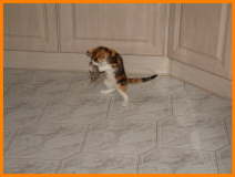 DSCF016560