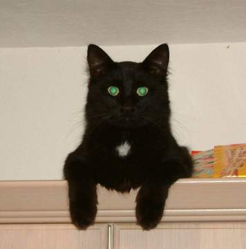 Filou